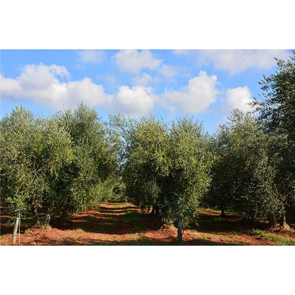 Olea BB Extra Virgin Olive Oil (500ml) - 100% Buža
